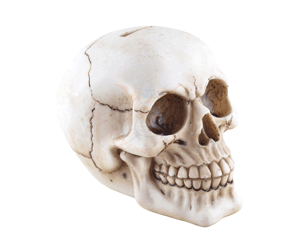 SKULLS skull 816-574 MONEY BOX