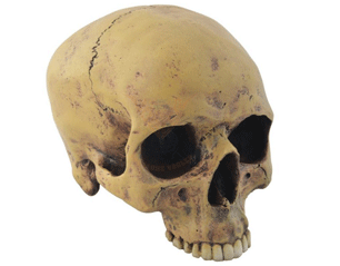 SKULLS m mayer human skull 766-014 FIGURE